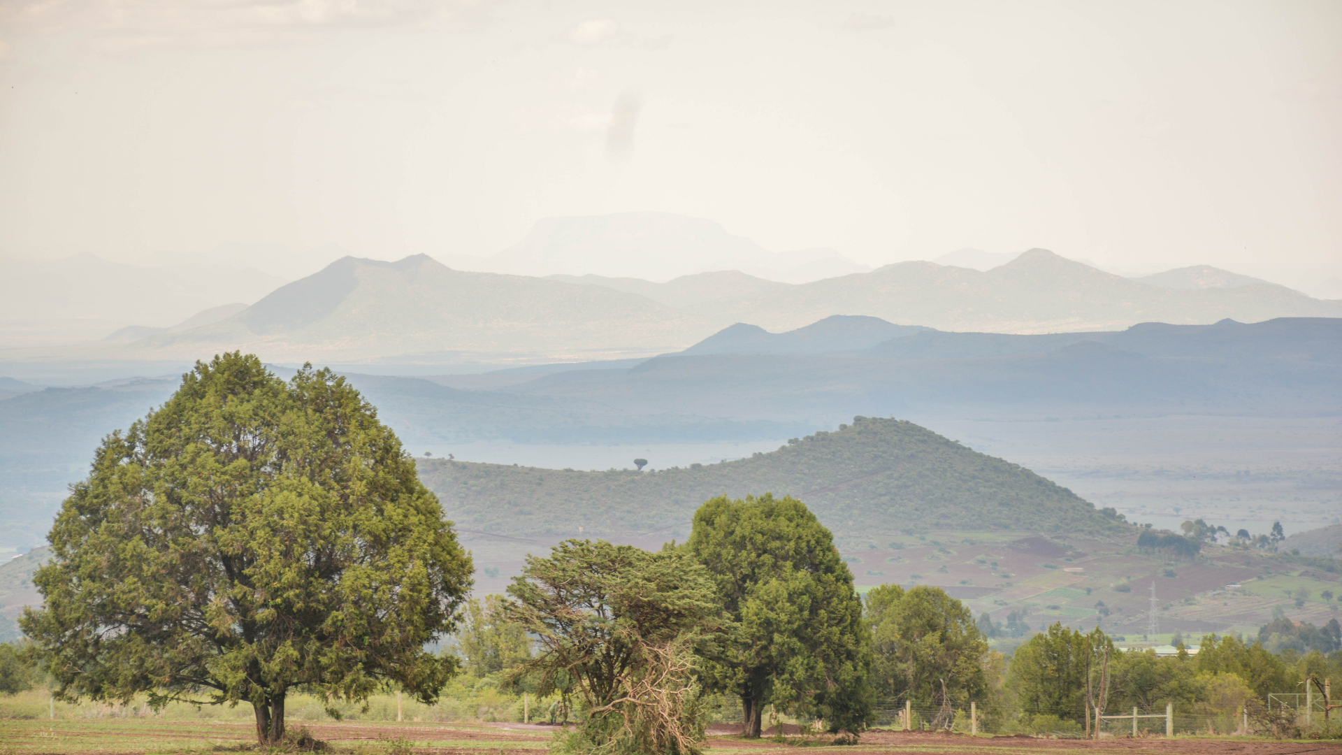 Supporting Re-Forestation on Mt. Kenya