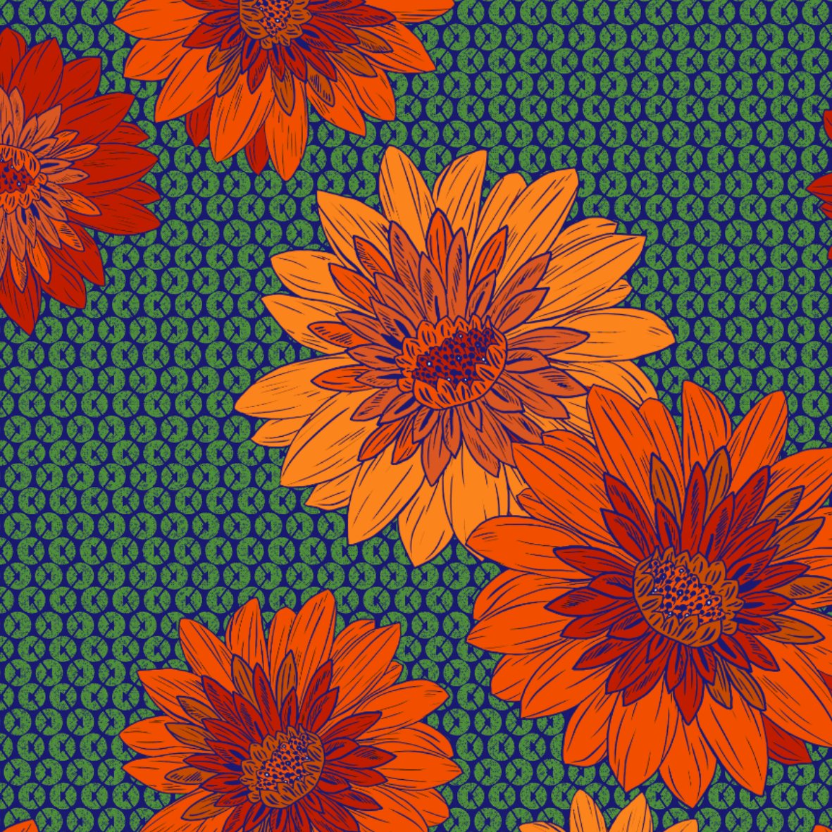 Red Cape Daisy